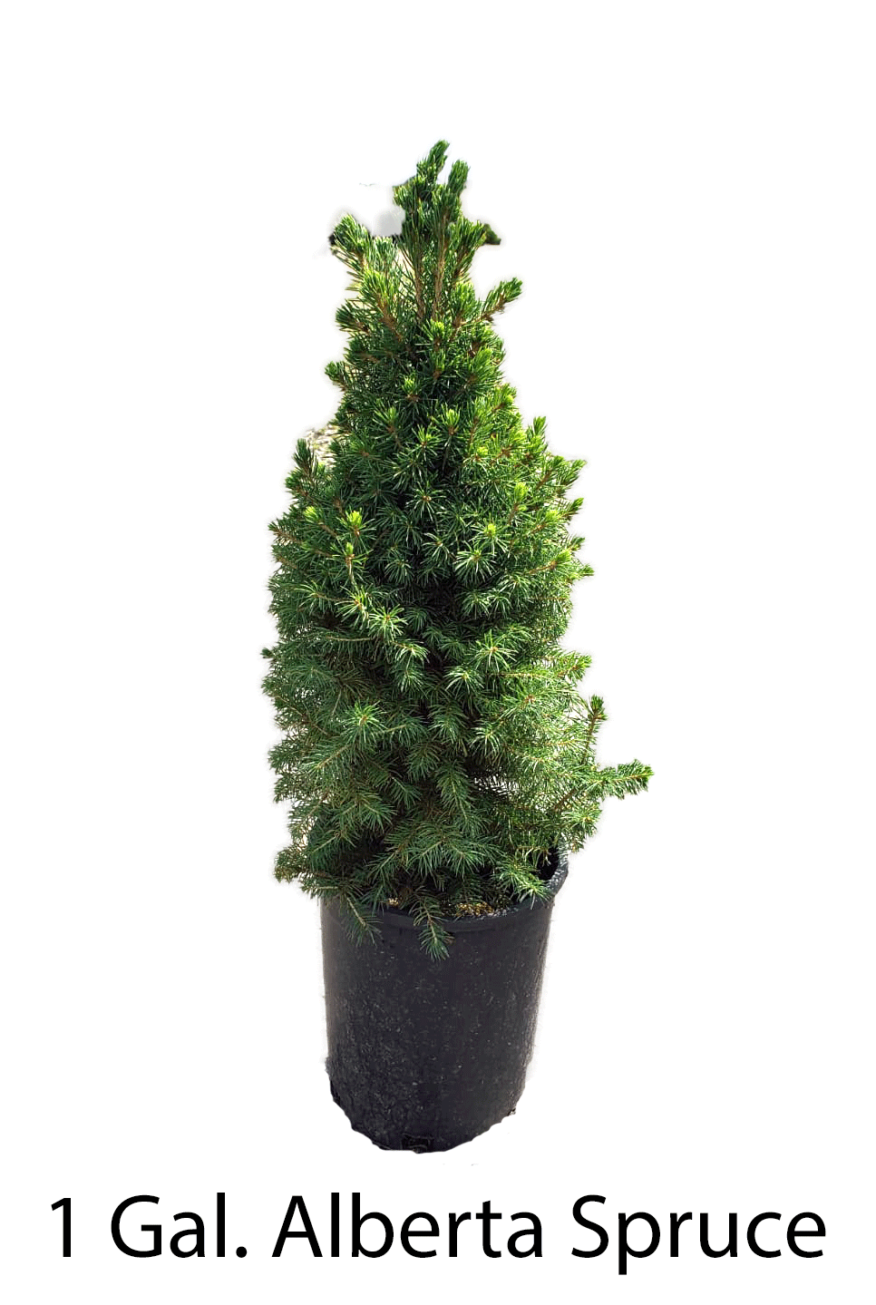 1 Gal. Alberta Spruce